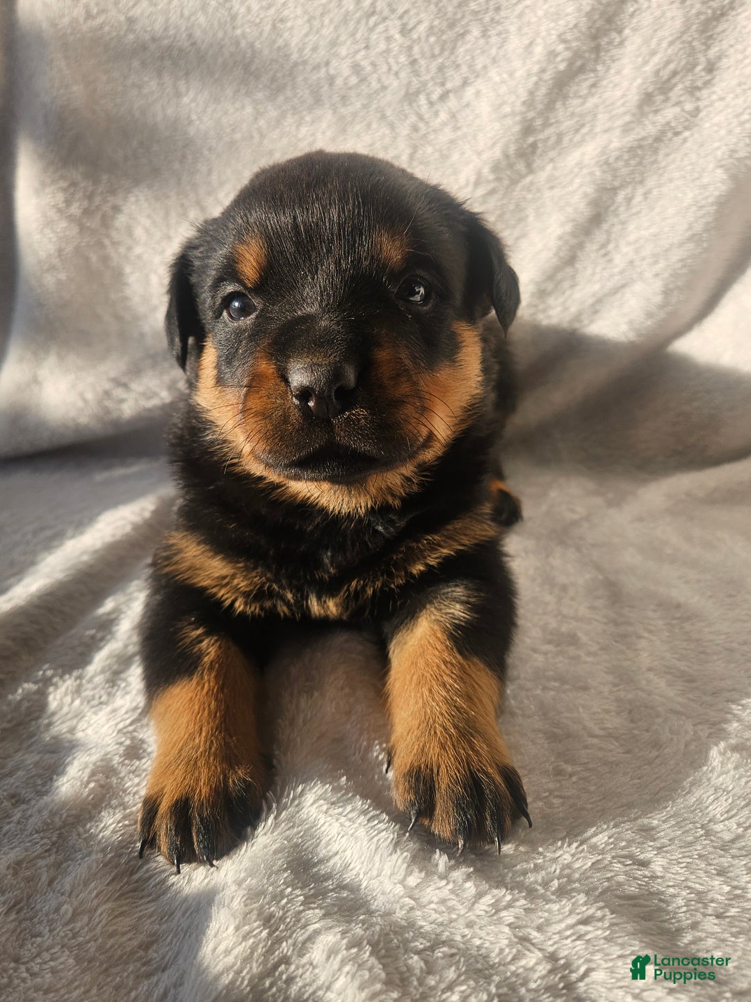 Rottweiler dogs for sale: Butch - Ad 1