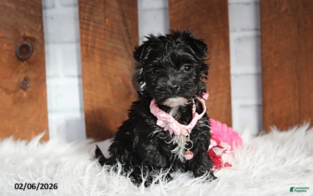 Yochon dogs for sale: Millie - Ad 1