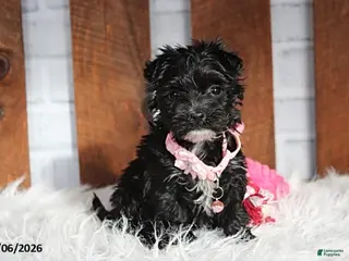 Yochon dogs Millie - Ad 4