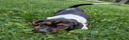 Basset Hound dogs for sale: Arrow - Ad 7