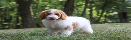 Standard Poodle dogs for sale: Blossom - Ad 12