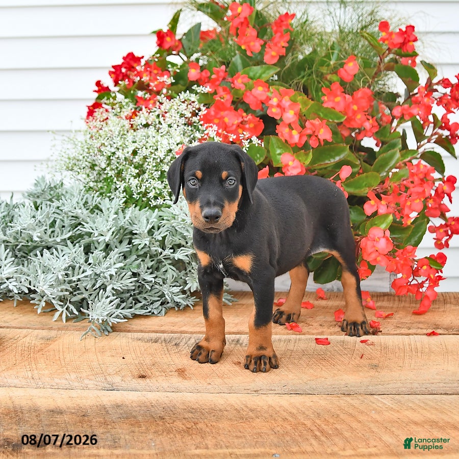 Doberman Pinscher dogs Benji - Ad 2