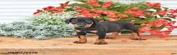 Doberman Pinscher dogs for sale: Benji - Ad 2