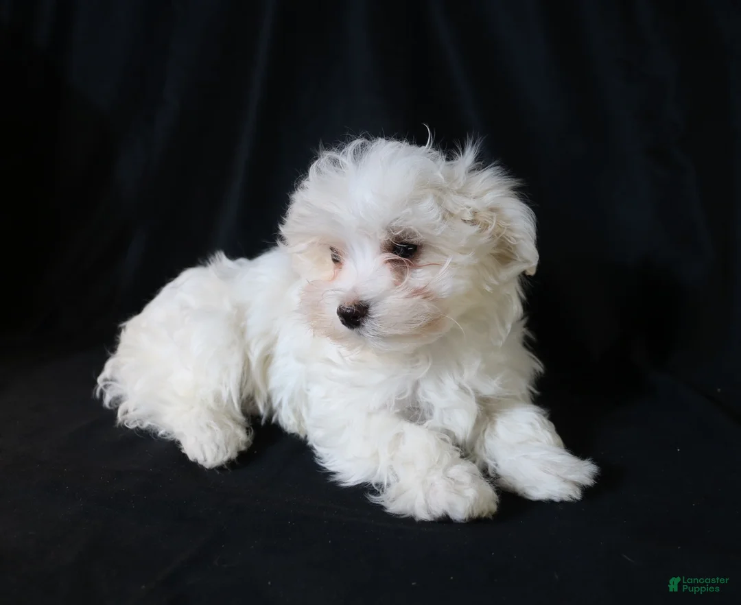 Maltese dogs for sale: Leo - Ad 5