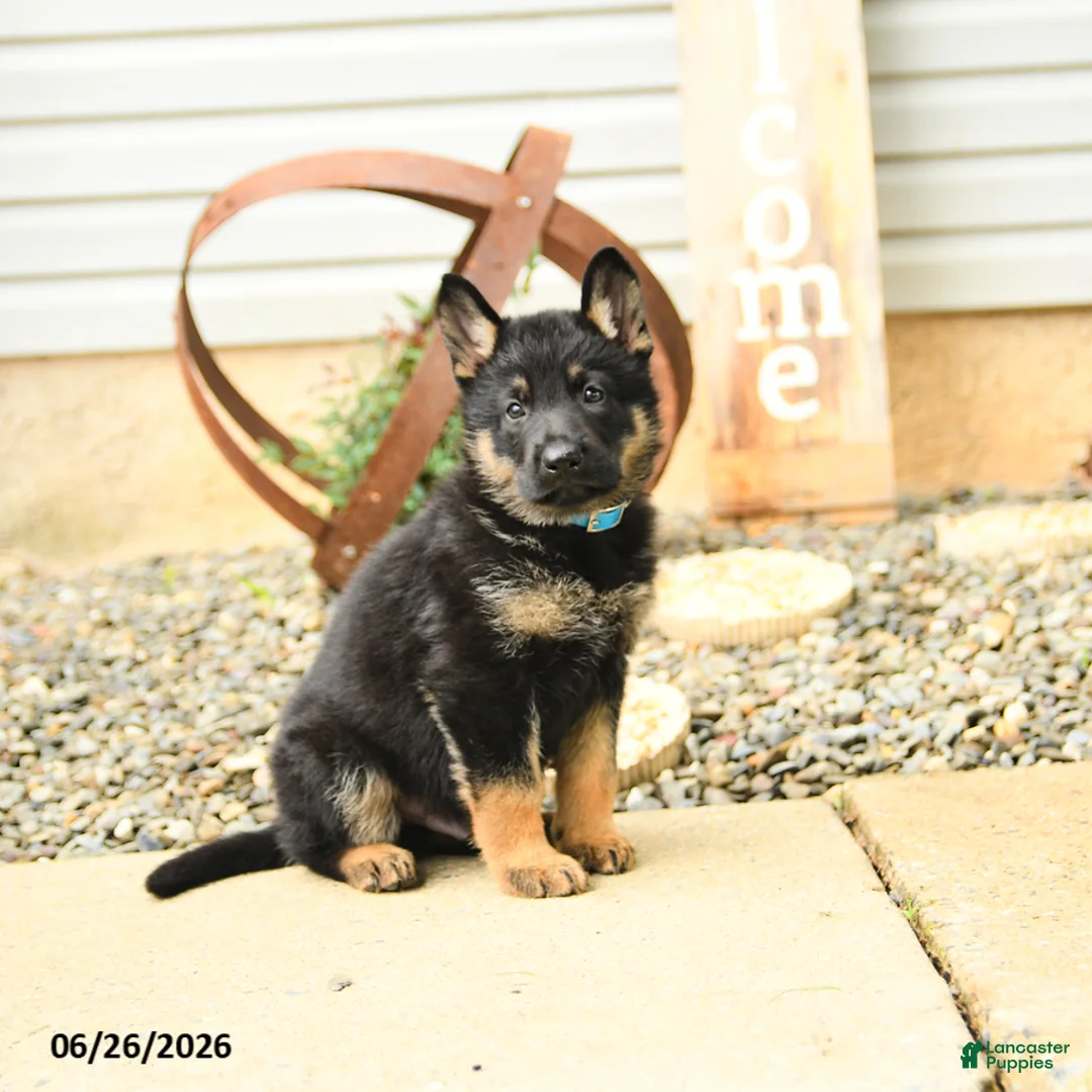 German Shepherd dogs for sale: Lance  - Ad 1