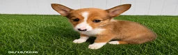 Mixed Breed dogs for sale: Peek a Boo - Ad 3