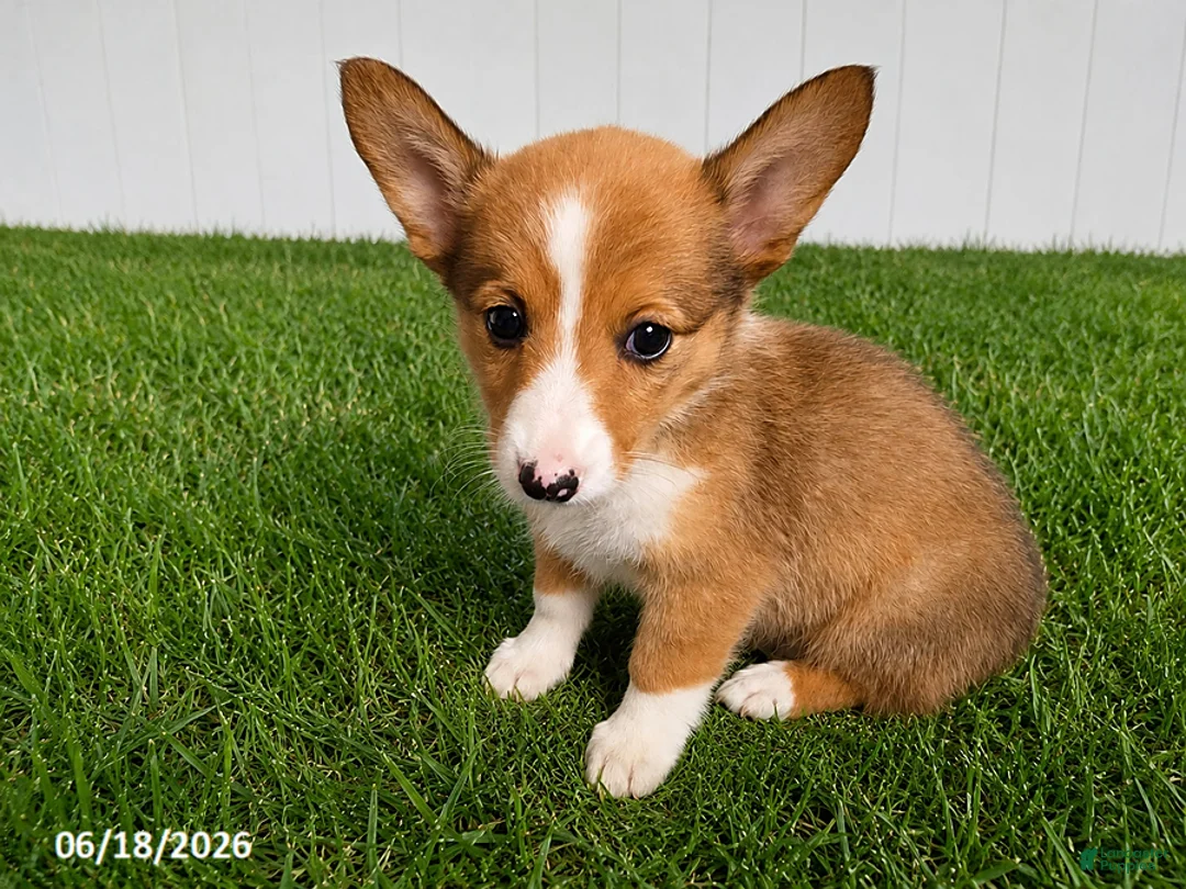Mixed Breed dogs for sale: Peek a Boo - Ad 3