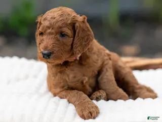 Irish Doodle dogs for sale: Dark Pink Collar - “Robin” - Ad 3