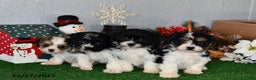 Cavachon dogs for sale: Roscoe - Ad 3