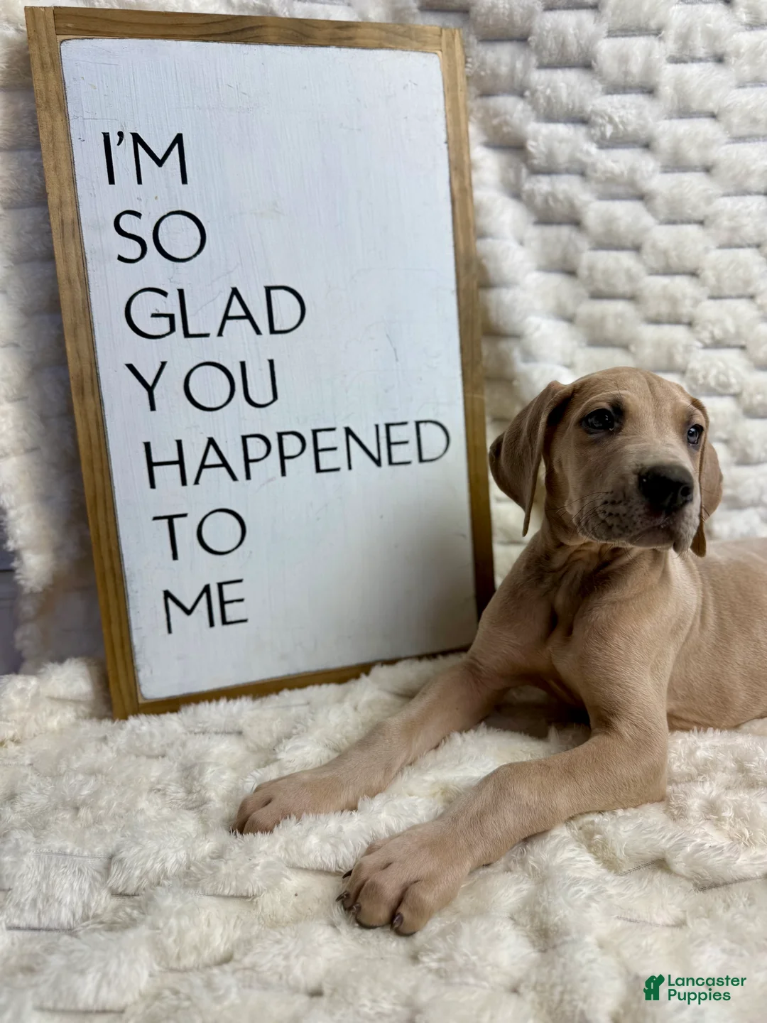 Great Dane dogs for sale: Blue fawn (Heavy Euro) - Ad 3