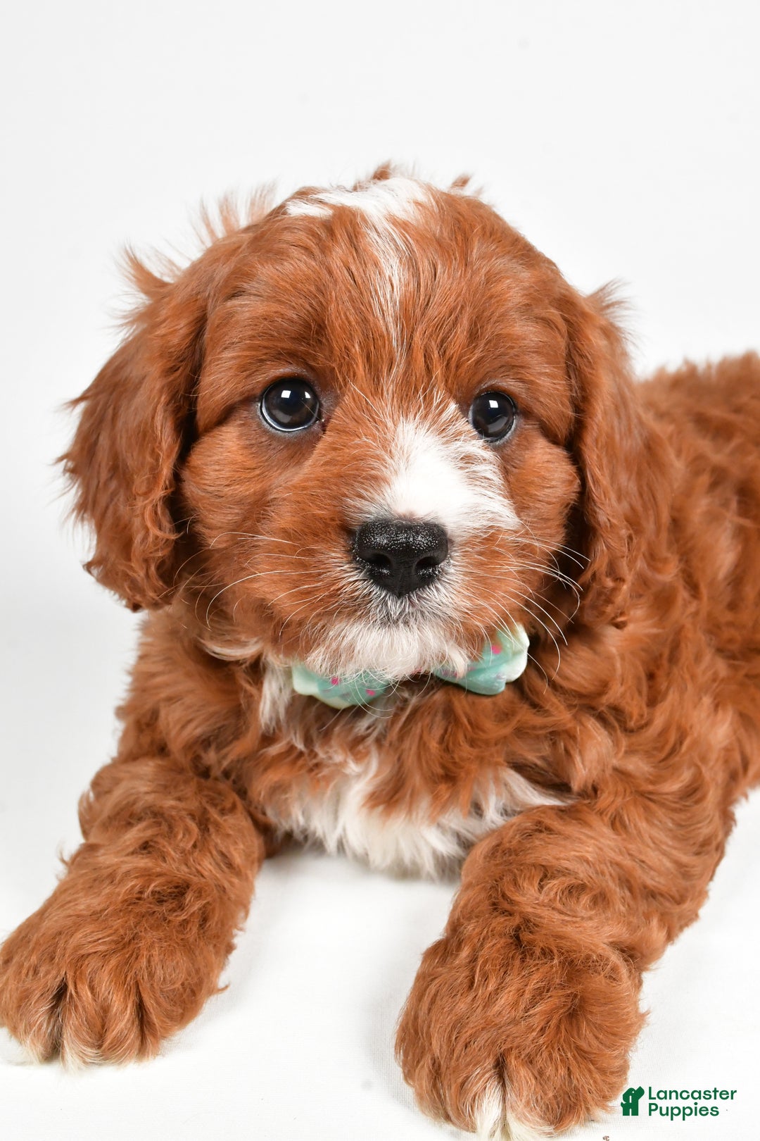 Cavapoo dogs for sale: Lonnie - Ad 5