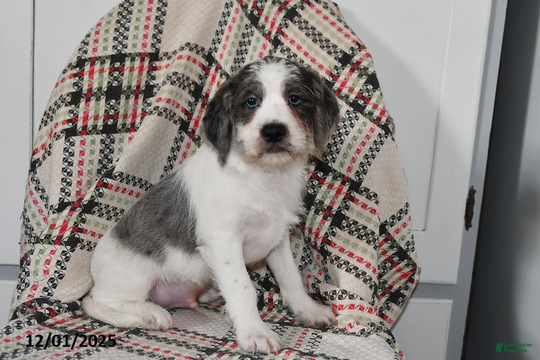 Mixed Breed dogs for sale: Buckeye - Ad 2