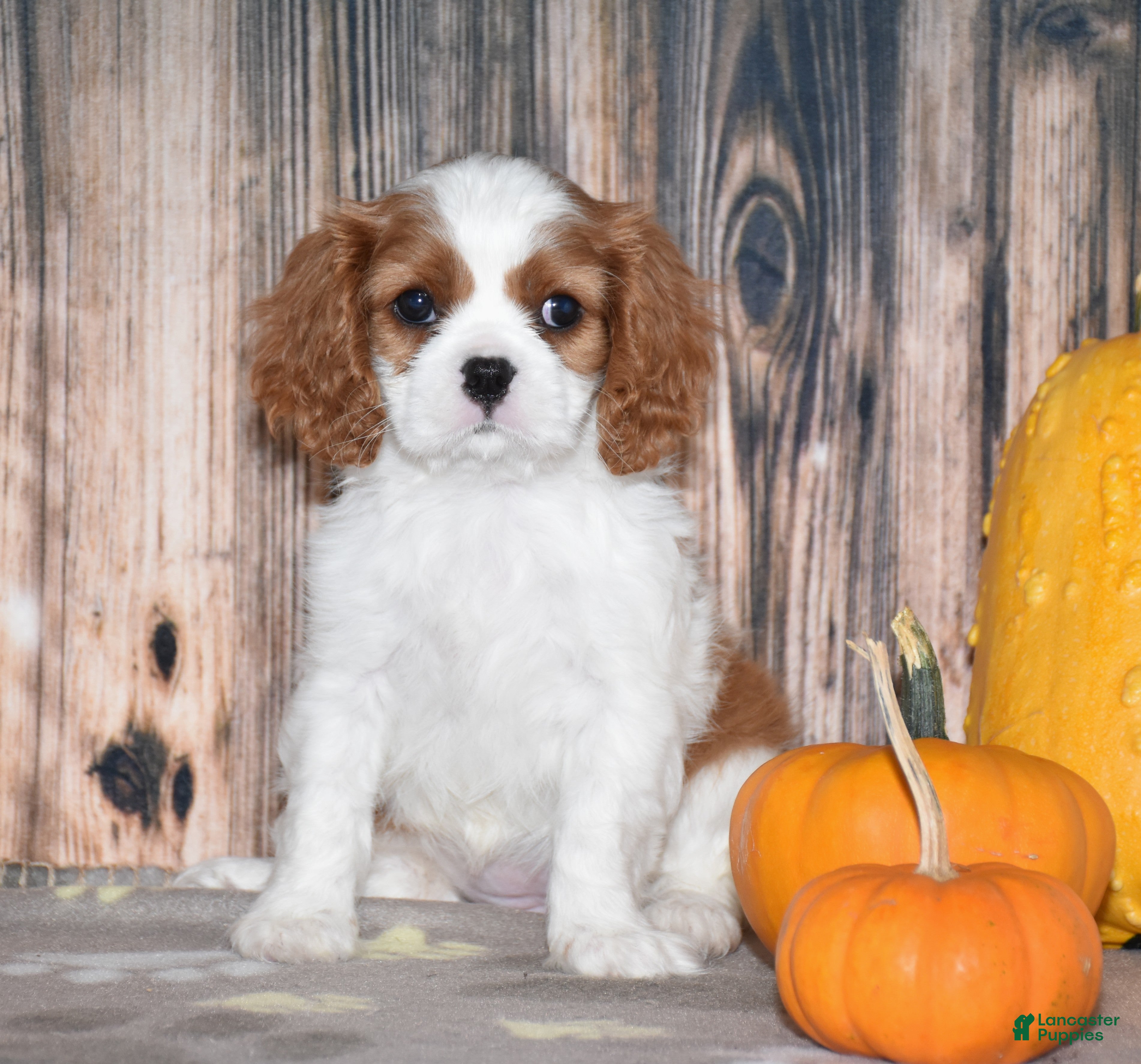 Cavalier King Charles Spaniel dogs Cassie - Ad 1