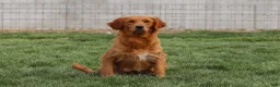 Golden Retriever dogs for sale: Iris - Ad 8
