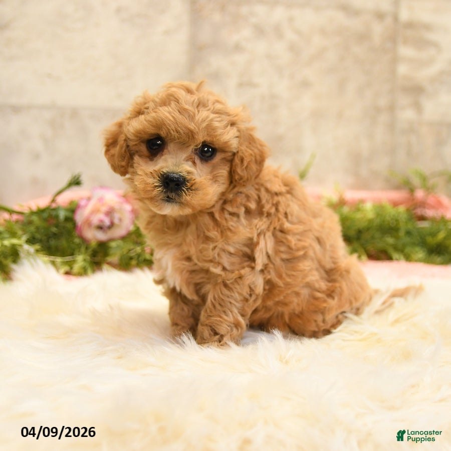 Mixed Breed dogs Tierra  - Ad 2