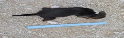 Beagle dogs for sale: Pancake - Ad 10