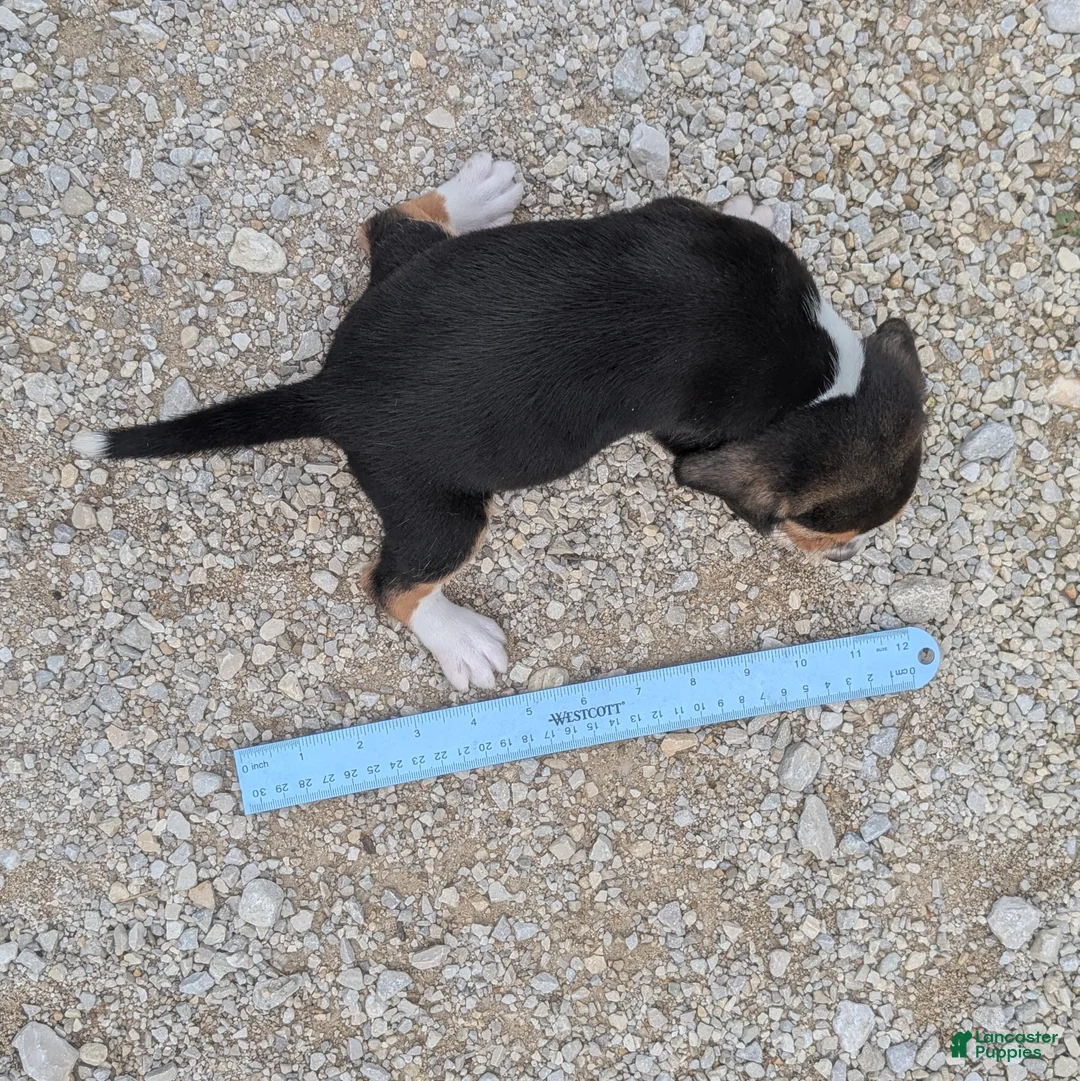Beagle dogs for sale: Pancake - Ad 10
