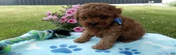 Toy Poodle dogs for sale: Dallas  - Ad 2
