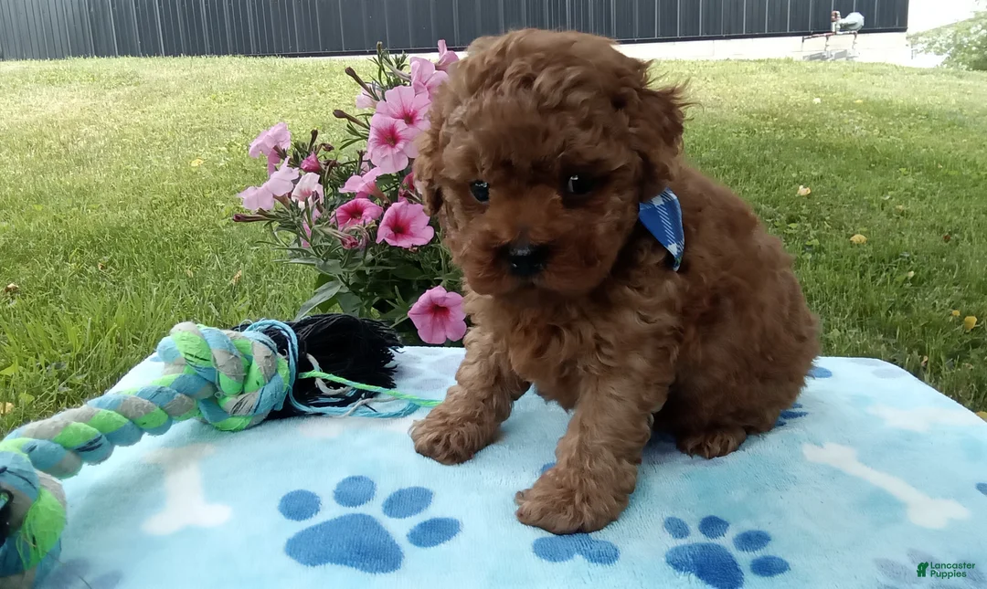 Toy Poodle dogs for sale: Dallas  - Ad 2