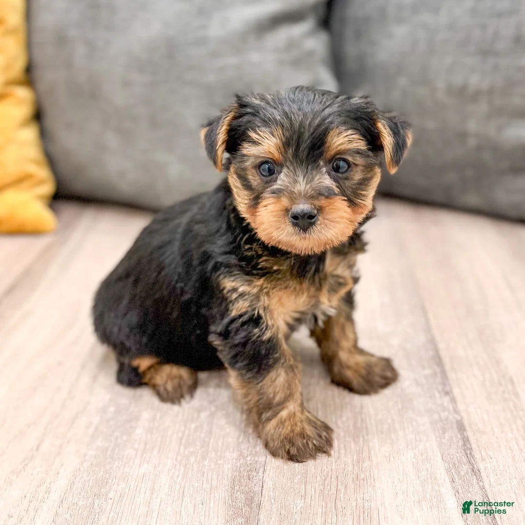 Yorkshire Terrier dogs for sale: Zeke - Ad 6