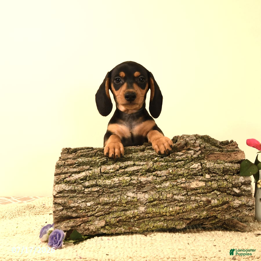 Miniature Dachshund dogs Rosey - Ad 2