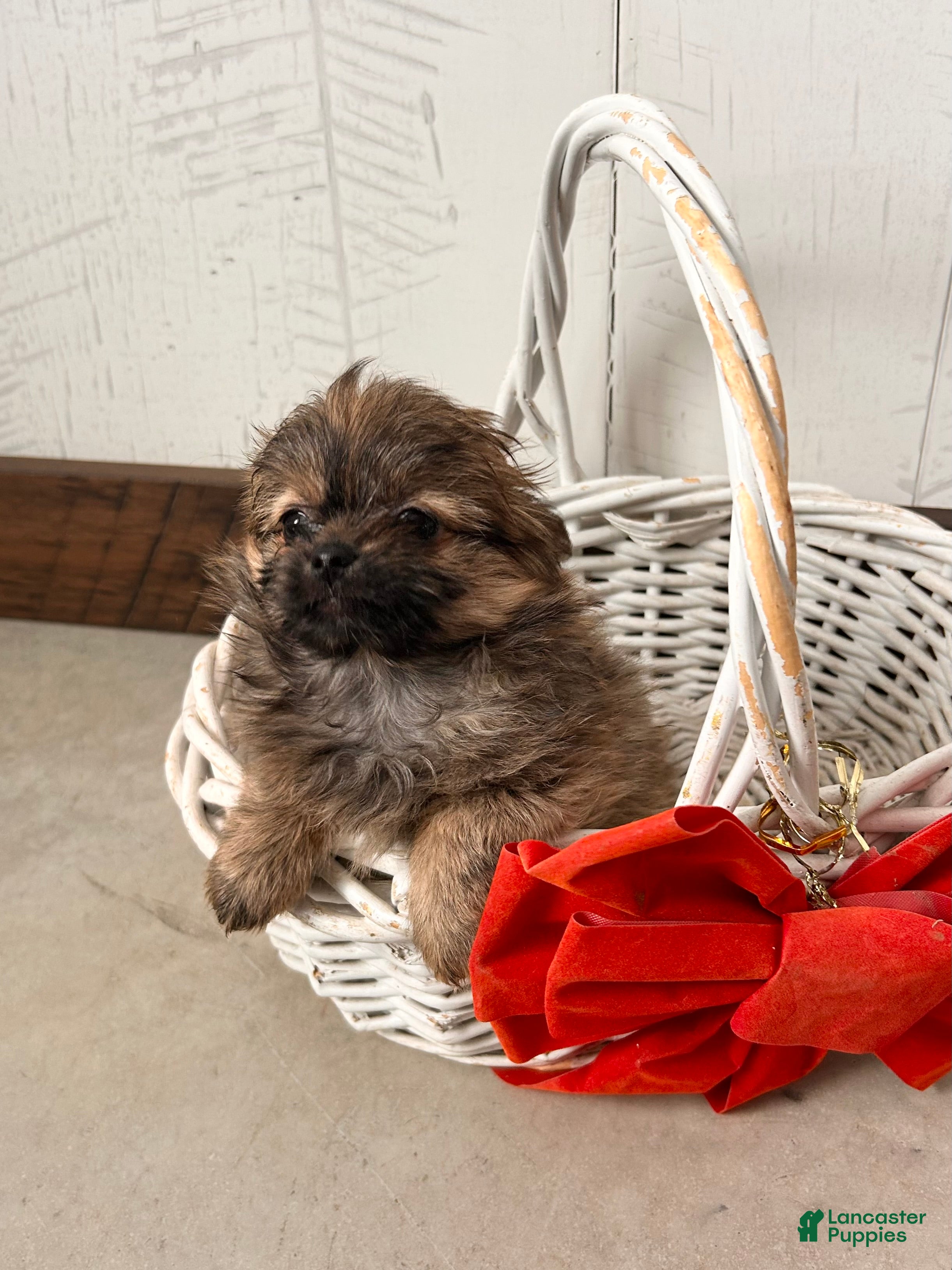 Mixed Breed dogs Gigi - Ad 2