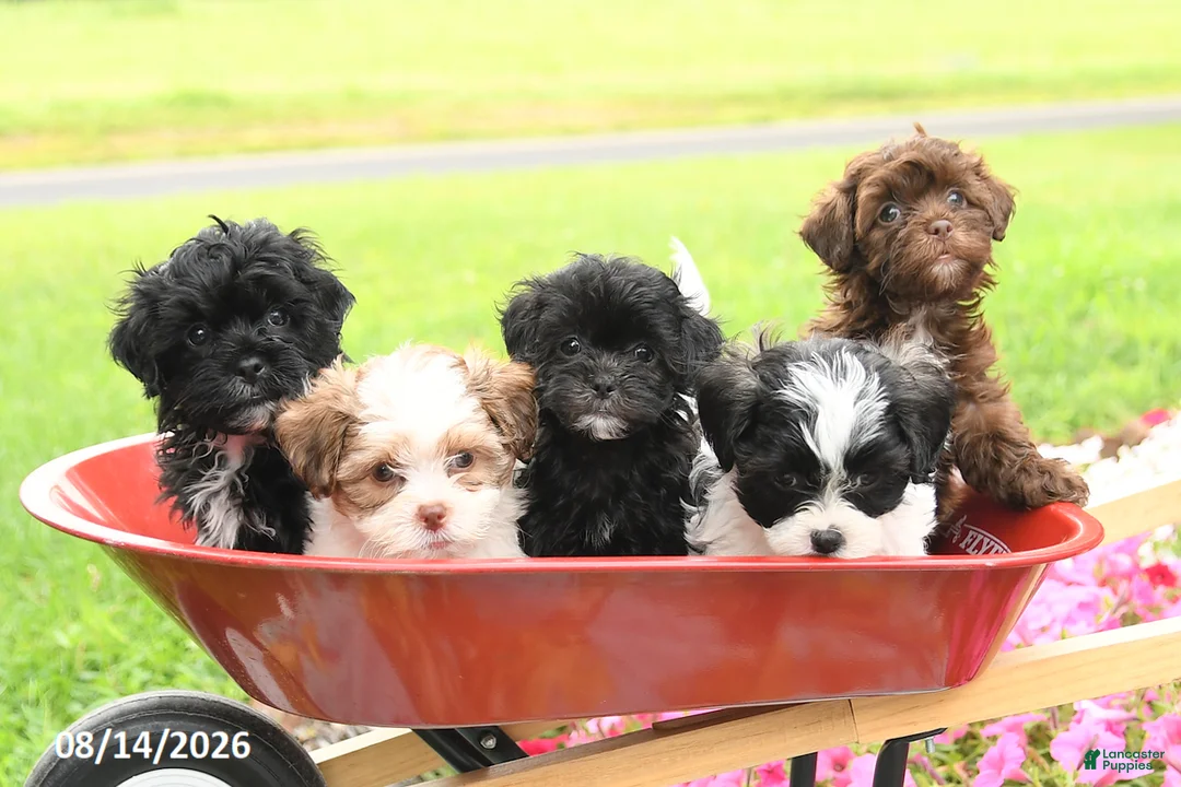 Shihpoo dogs for sale: Jellybean - Ad 3