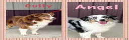 Australian Shepherd dogs for sale: Cutie - Ad 13