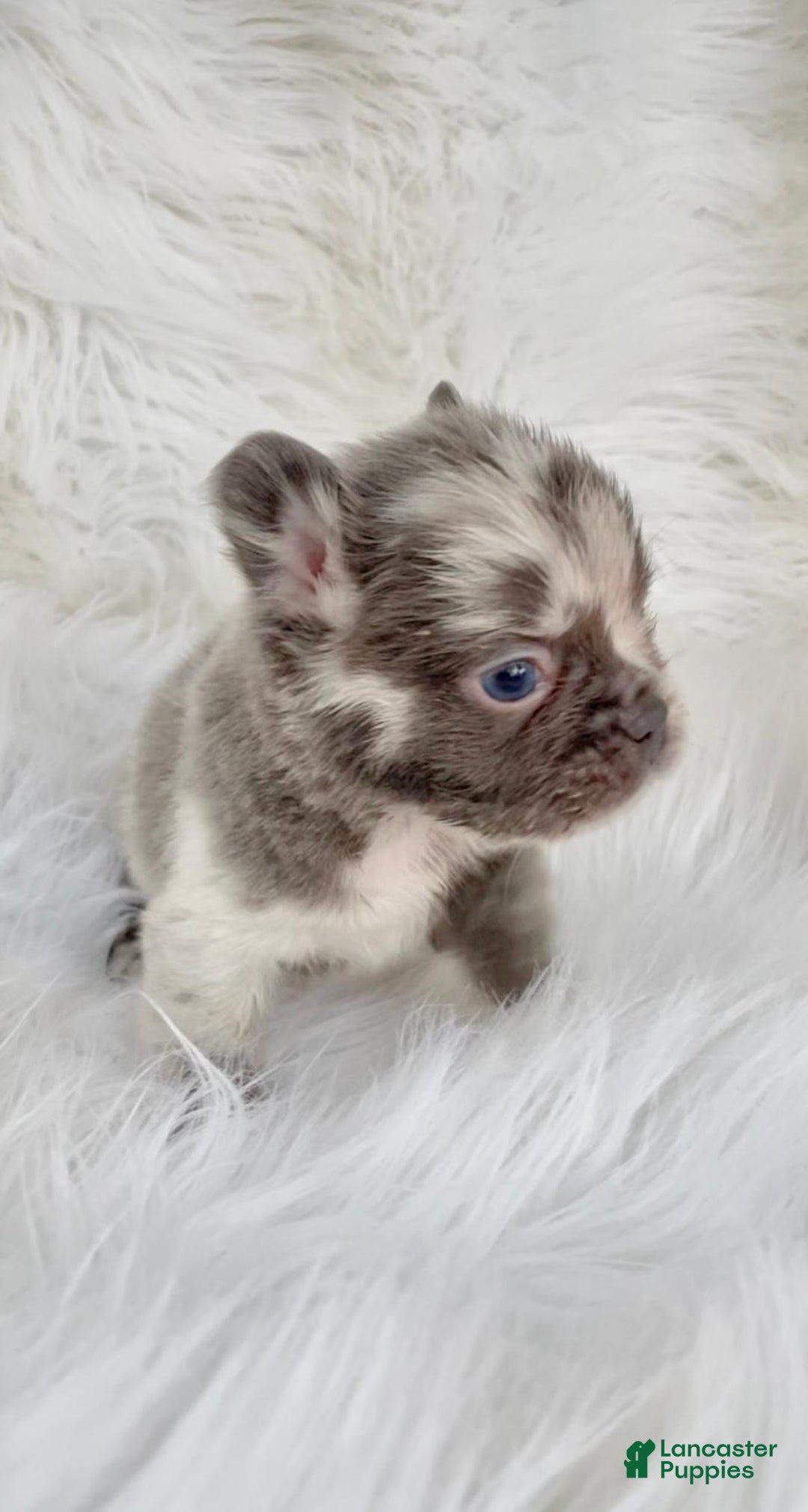 French Bulldog dogs for sale: Mini Fluffy French Bulldog Puppy 1 - Ad 2