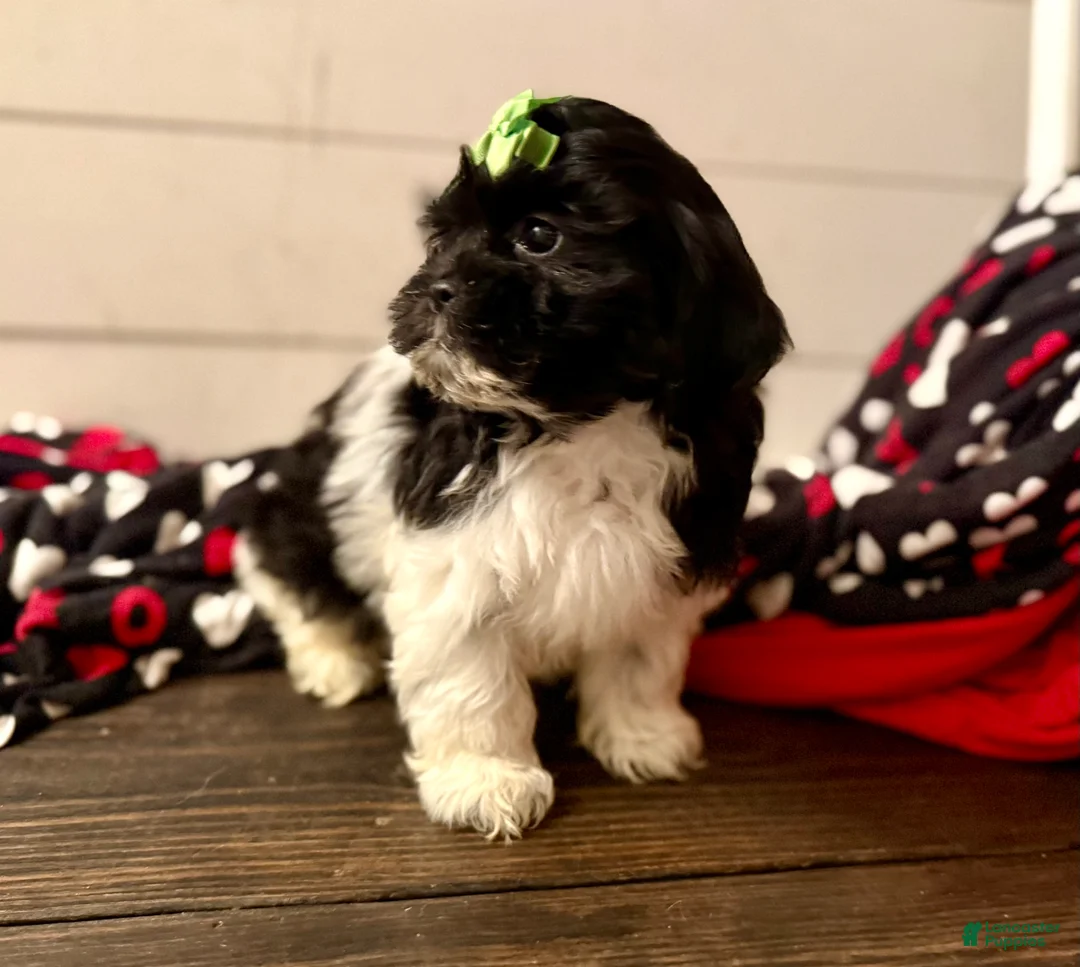 Shihpoo dogs for sale: Elphi - Ad 27