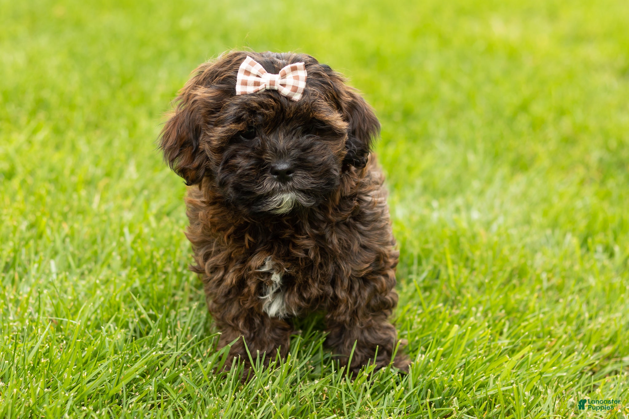 Shihpoo dogs Iva - Ad 31