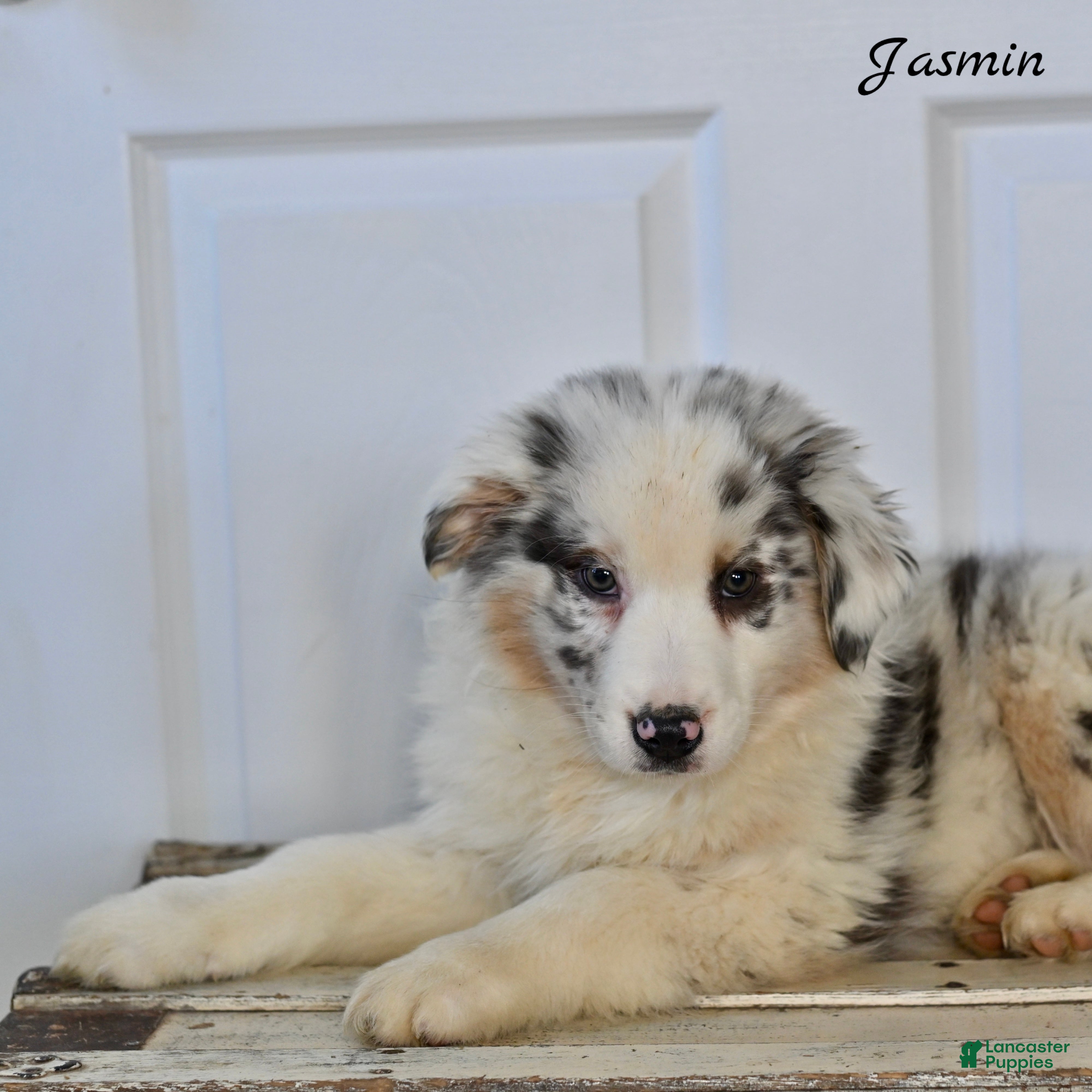 Australian Shepherd dogs Jasmin - Ad 2