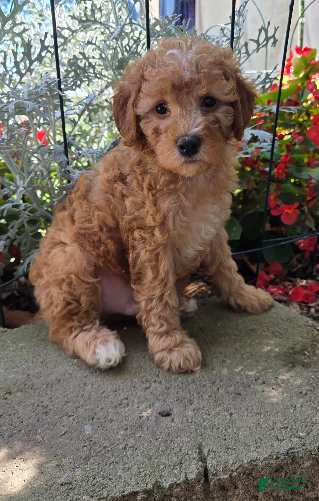 Cavapoo dogs for sale: Tubby - Ad 2