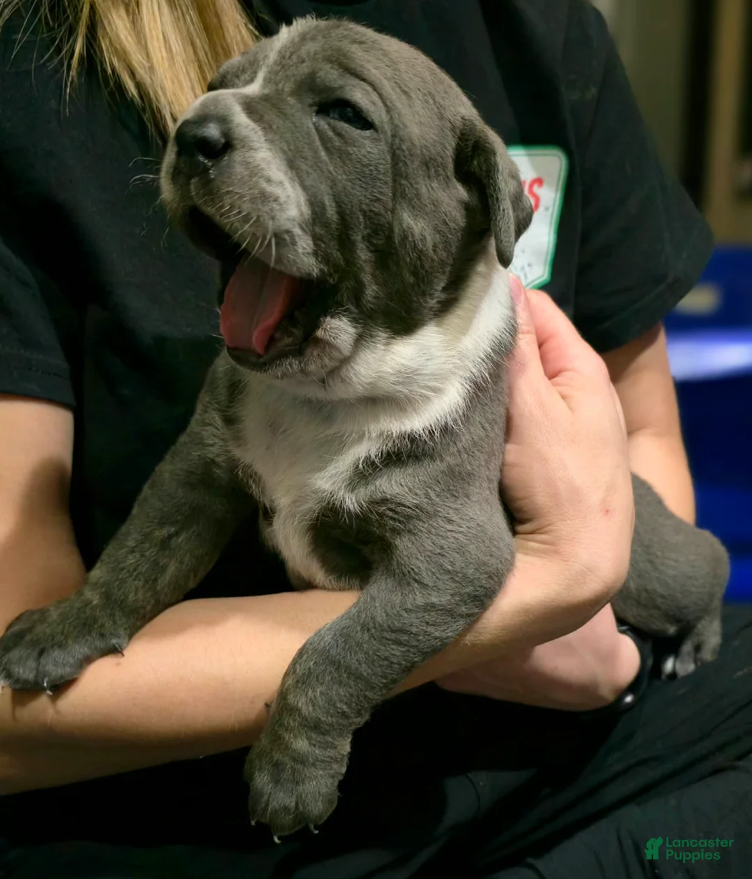 Cane Corso dogs for sale: Bandit - Ad 3