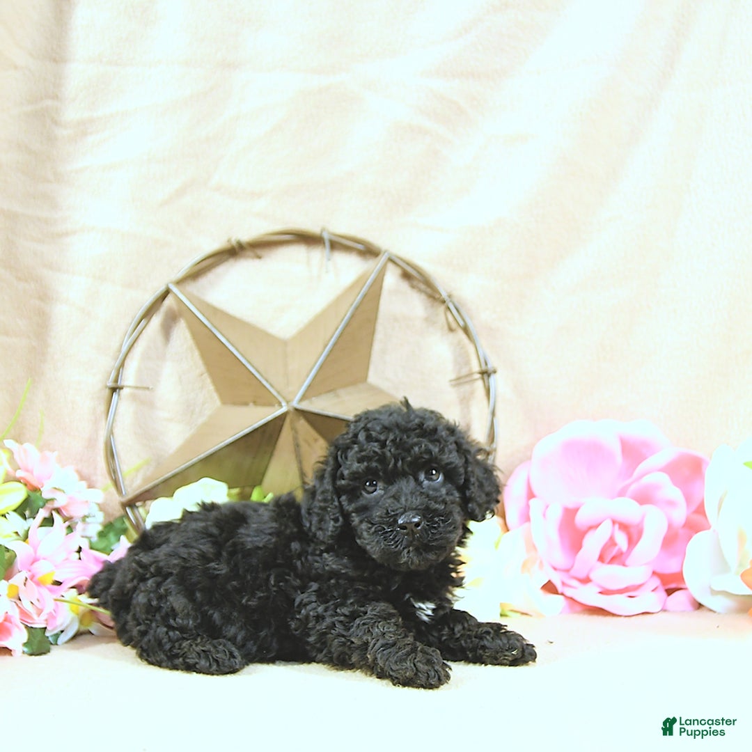 Miniature Poodle dogs for sale: Earl - Ad 13