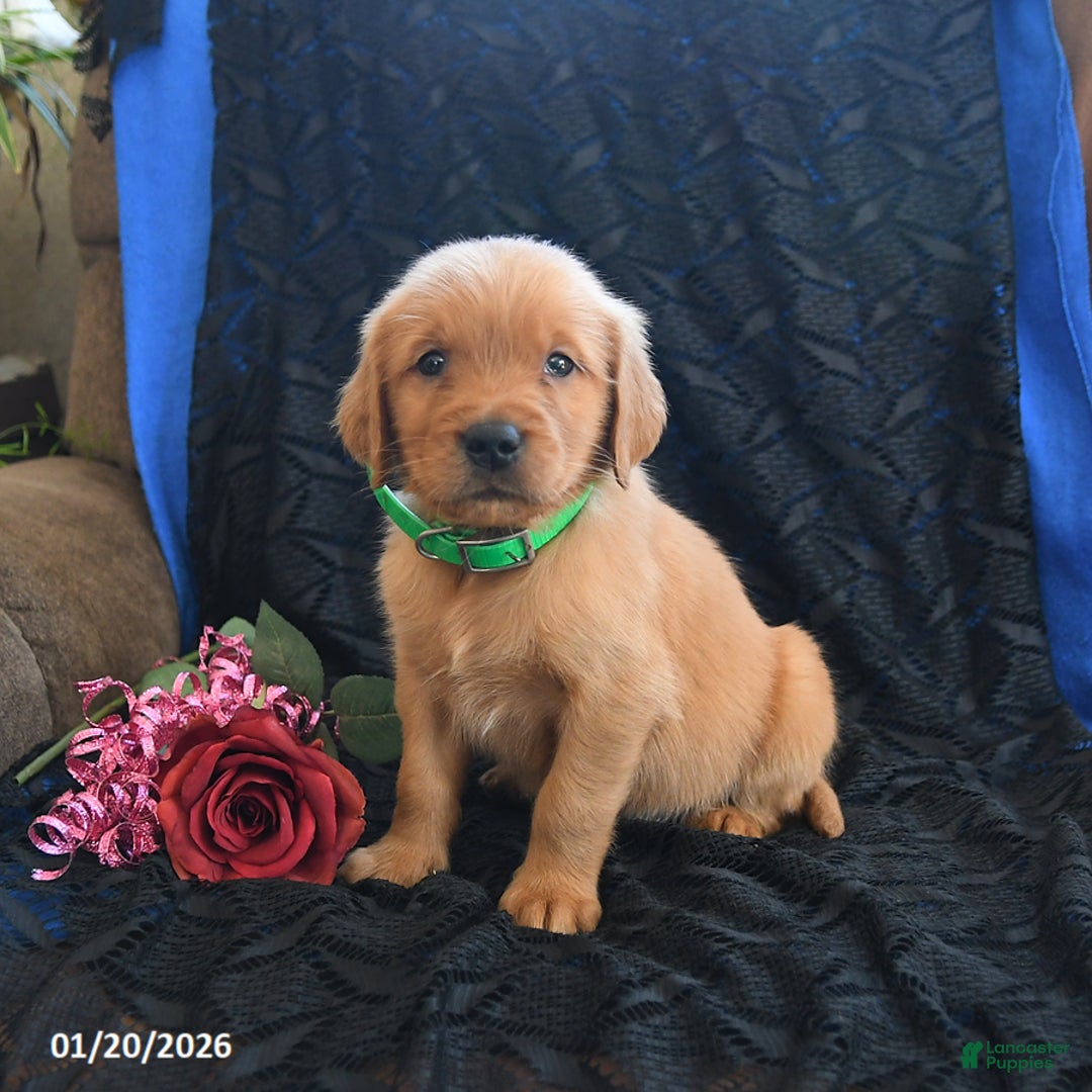 Golden Retriever dogs for sale: Jason - Ad 2