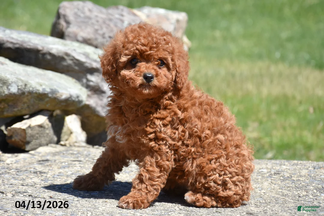 Toy Poodle dogs for sale: Shelly - Ad 1