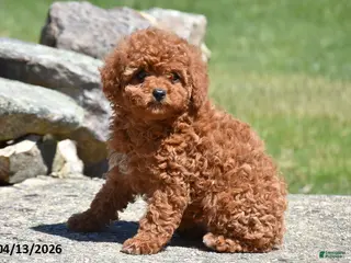 Toy Poodle dogs for sale: Shelly - Ad 1