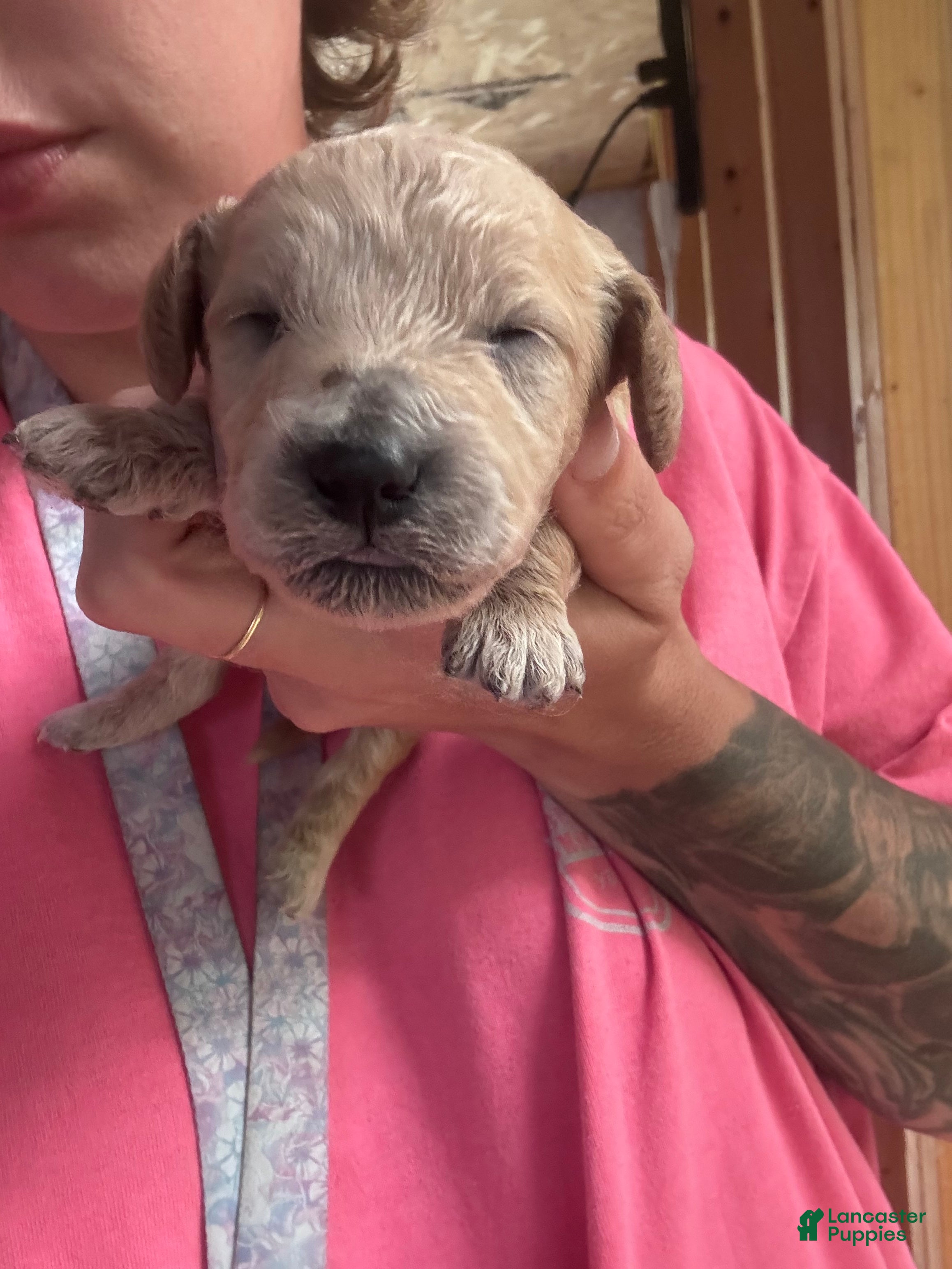 Cavapoo dogs Cavapoo 4 - Ad 1