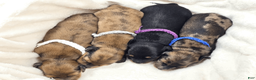 Miniature Dachshund dogs for sale: Sand - Ad 10