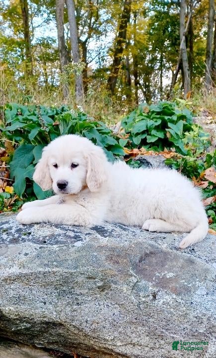 Golden Retriever dogs Golden Retriever Puppy 1 - Ad 23