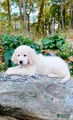 Golden Retriever Puppy 1