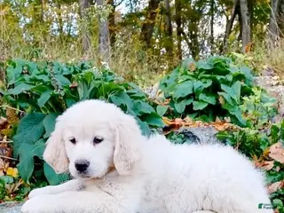 Golden Retriever dogs Golden Retriever Puppy 1 - Ad 23