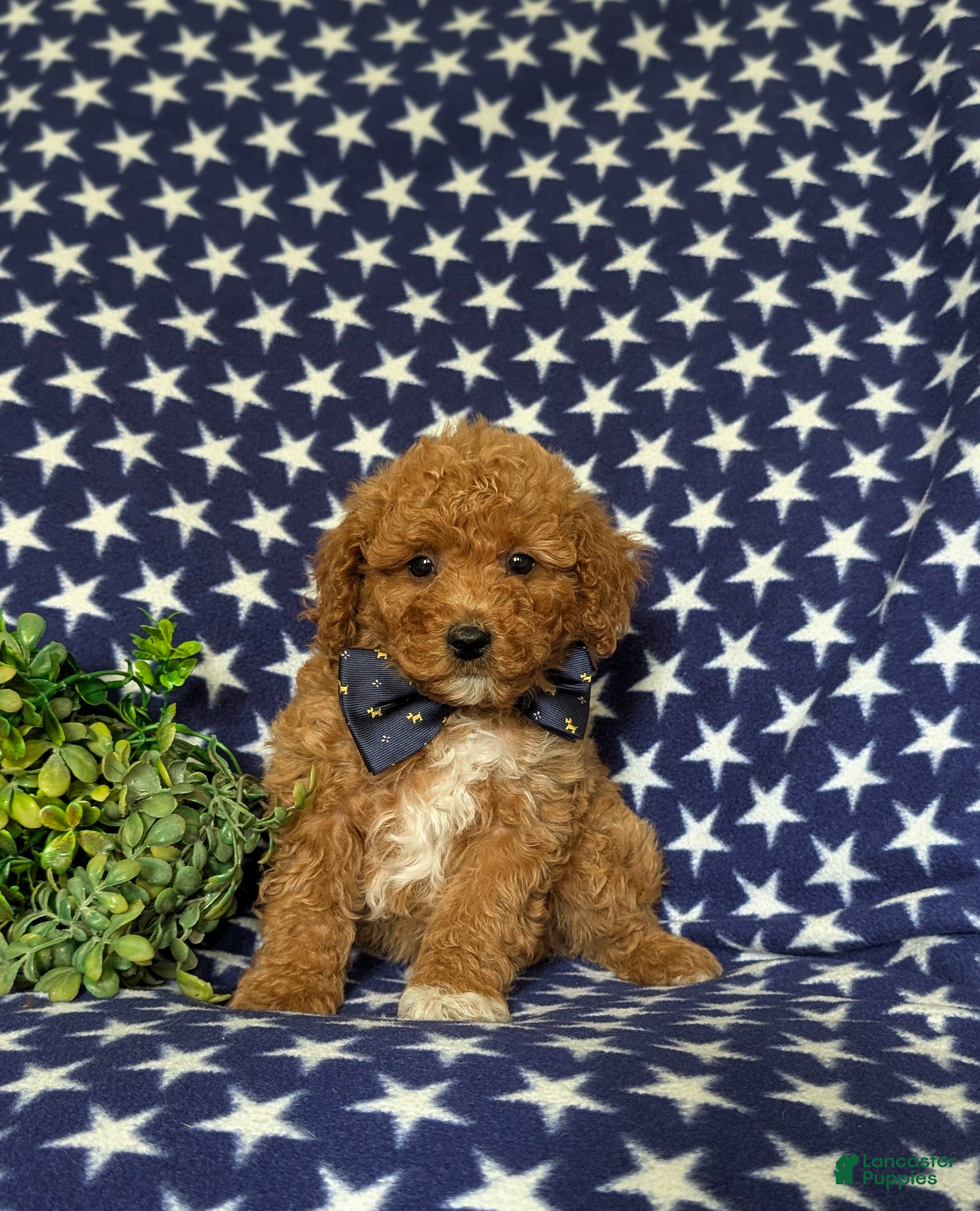 Miniature Poodle dogs Stanley - Ad 2