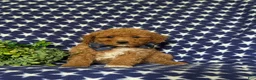 Miniature Poodle dogs for sale: Stanley - Ad 2