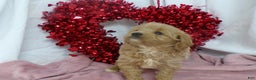 Goldendoodle dogs for sale: Bonnie - Ad 1
