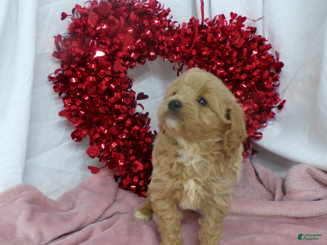 Goldendoodle dogs for sale: Bonnie - Ad 1