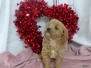 Goldendoodle dogs Bonnie - Ad 21