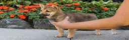 Shiba Inu dogs for sale: Brent  - Ad 5