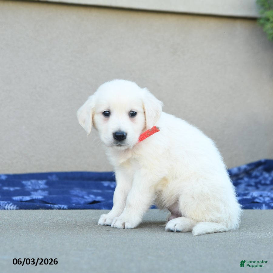 Golden Retriever dogs for sale: Floyd - Ad 5